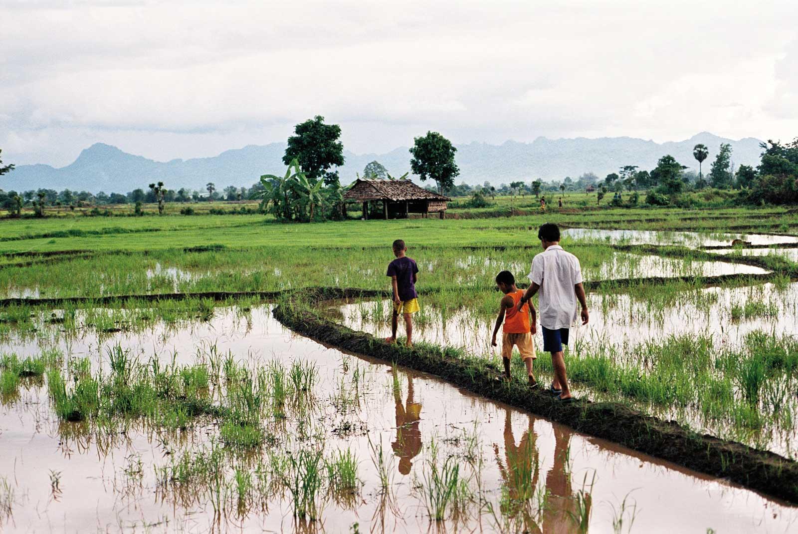 Kids walking across rice fields