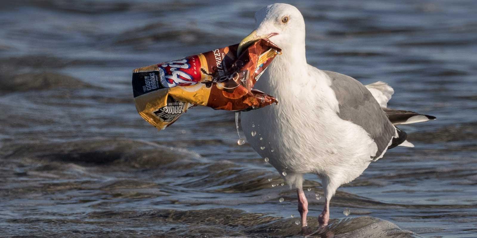 Bird eating trash