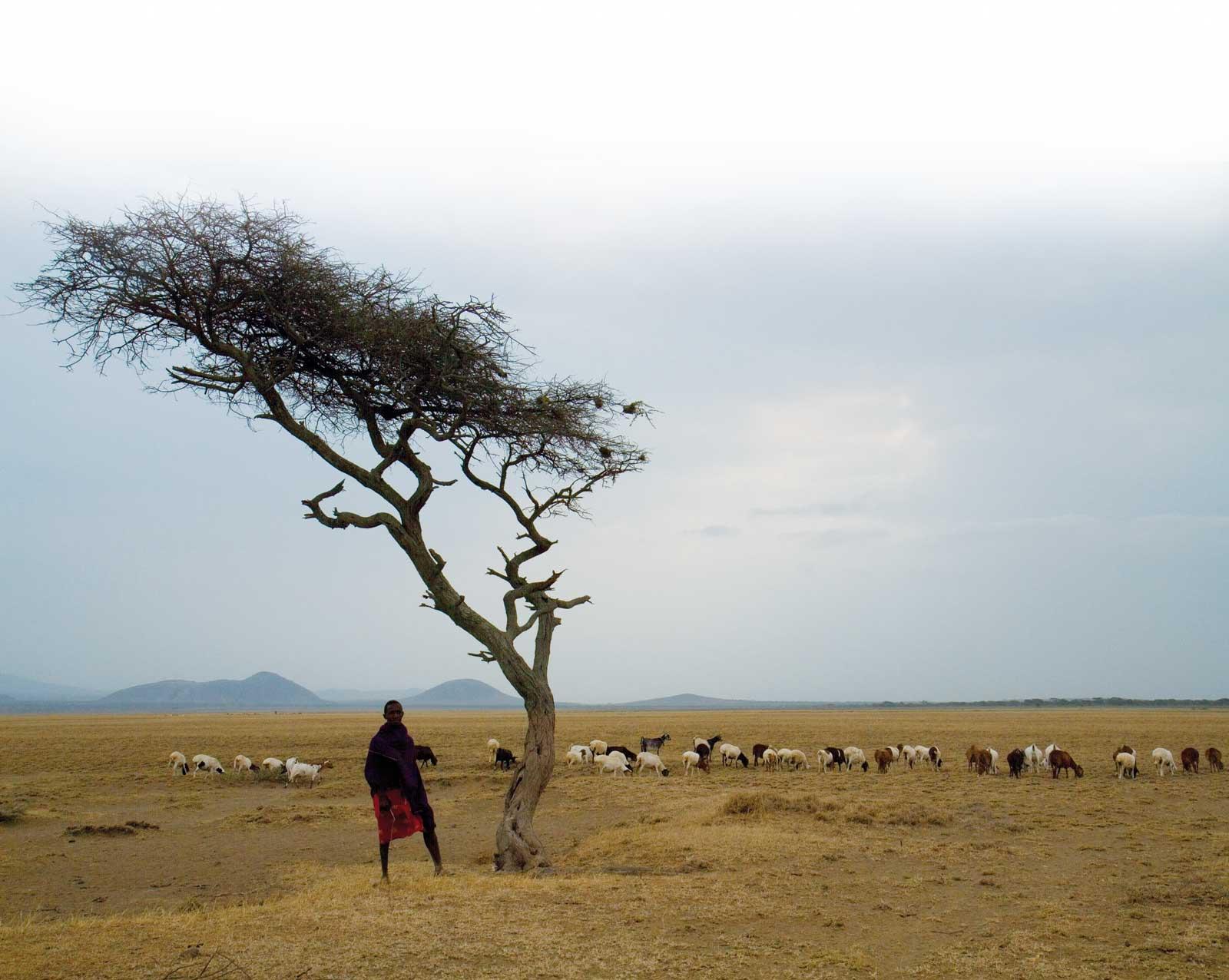 Boy herding goats on the plains. 