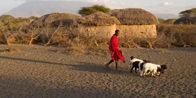 A boy, Lomniaki walks through village herding goats. 