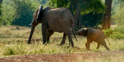 Two elephants, mother and child. 