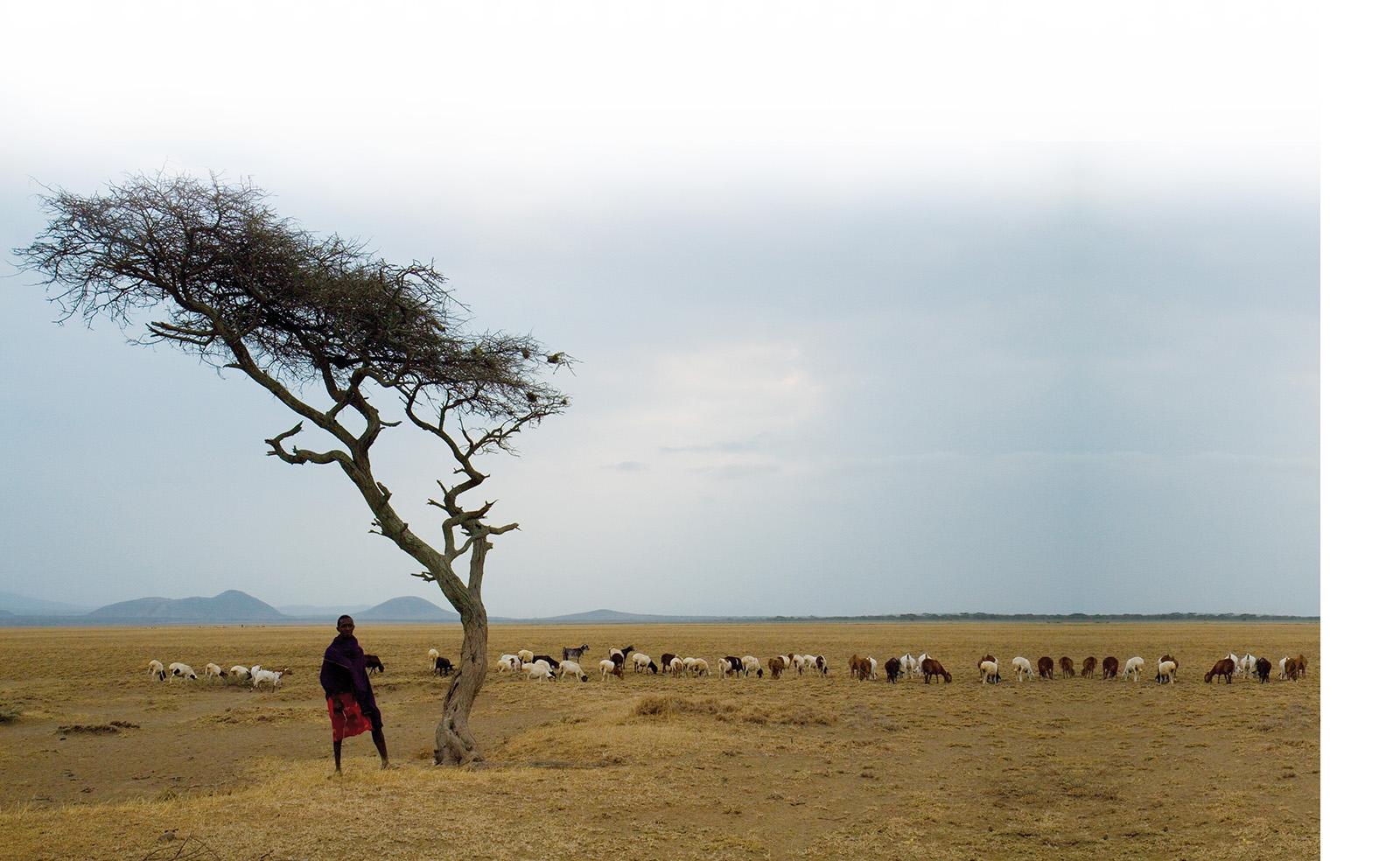 Lonely tree and lots of goats, big field