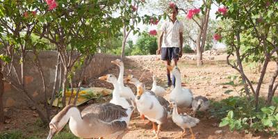Ramesh with geese