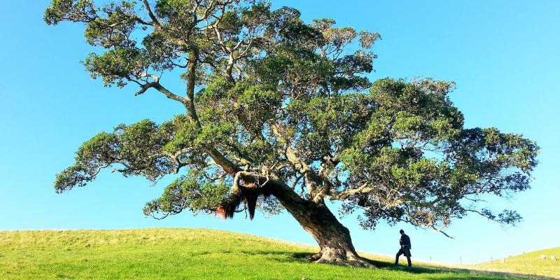 Tree on lawn