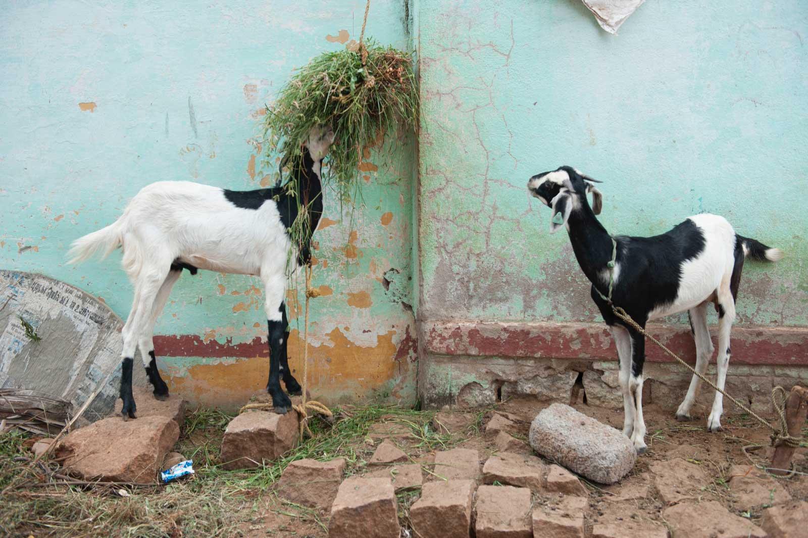 Two goats hanging out